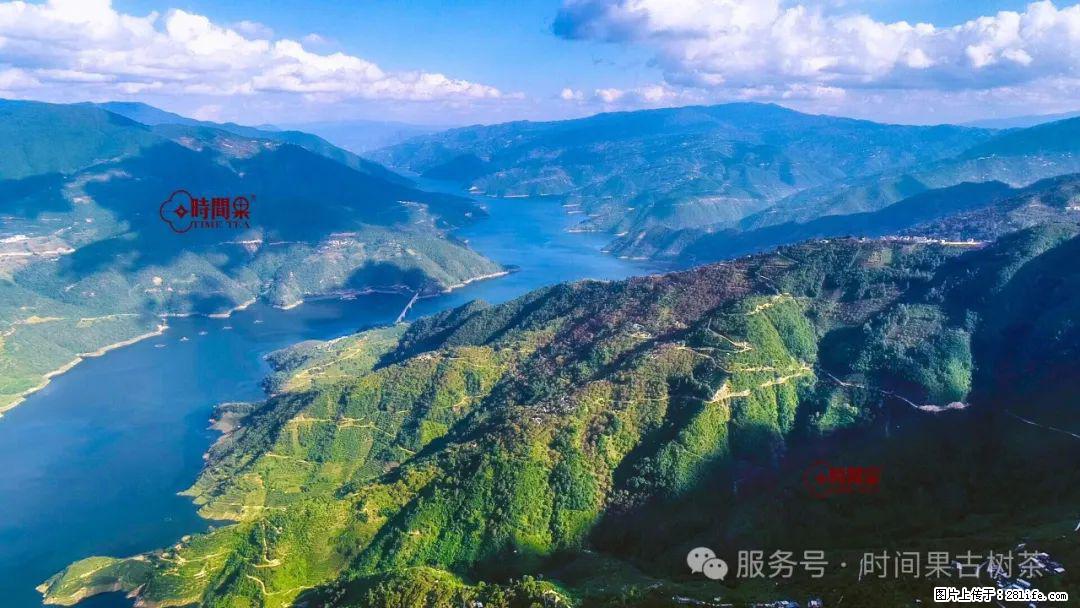 时间果百年古树龙珠普洱生茶 - 购物交流 - 石家庄生活社区 - 石家庄28生活网 sjz.28life.com