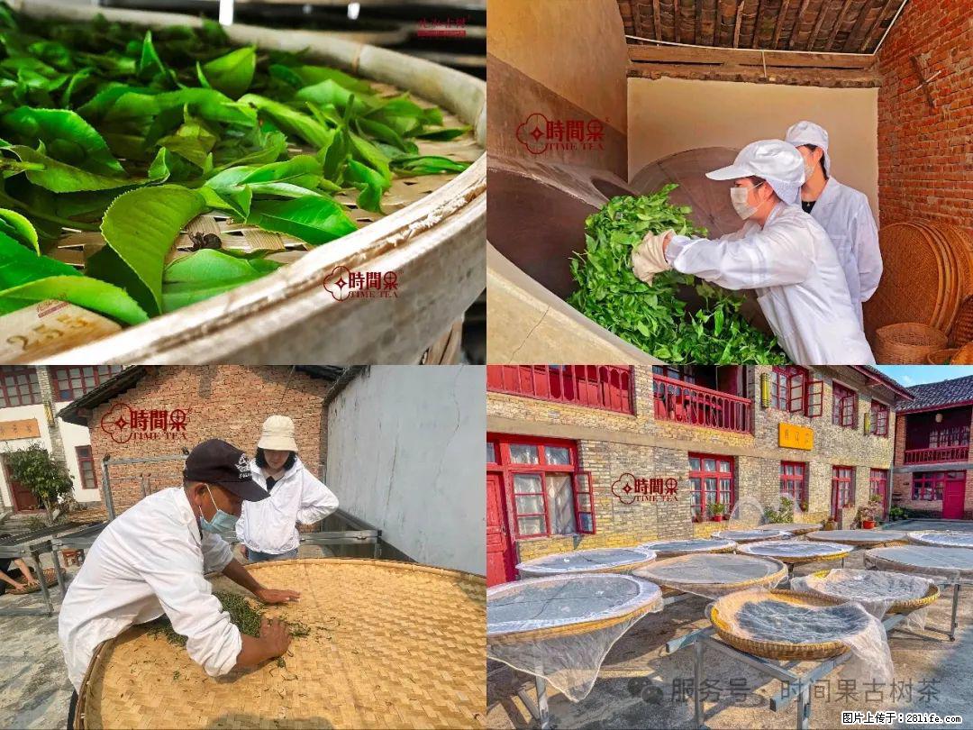 时间果百年古树龙珠普洱生茶 - 购物交流 - 石家庄生活社区 - 石家庄28生活网 sjz.28life.com