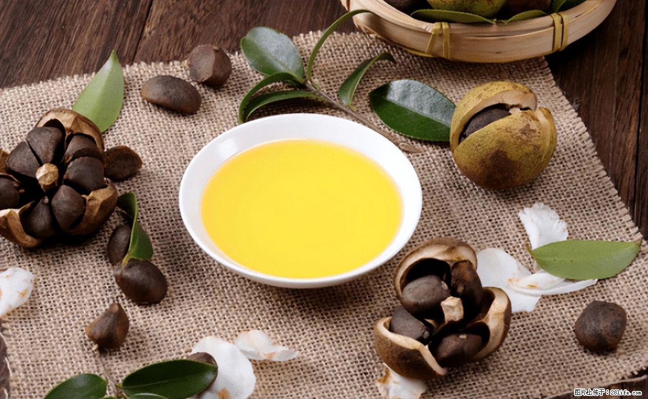 揭秘茶油的5大核心营养成分!被称为人体健康的“守护盾”! - 石家庄生活资讯 - 石家庄28生活网 sjz.28life.com