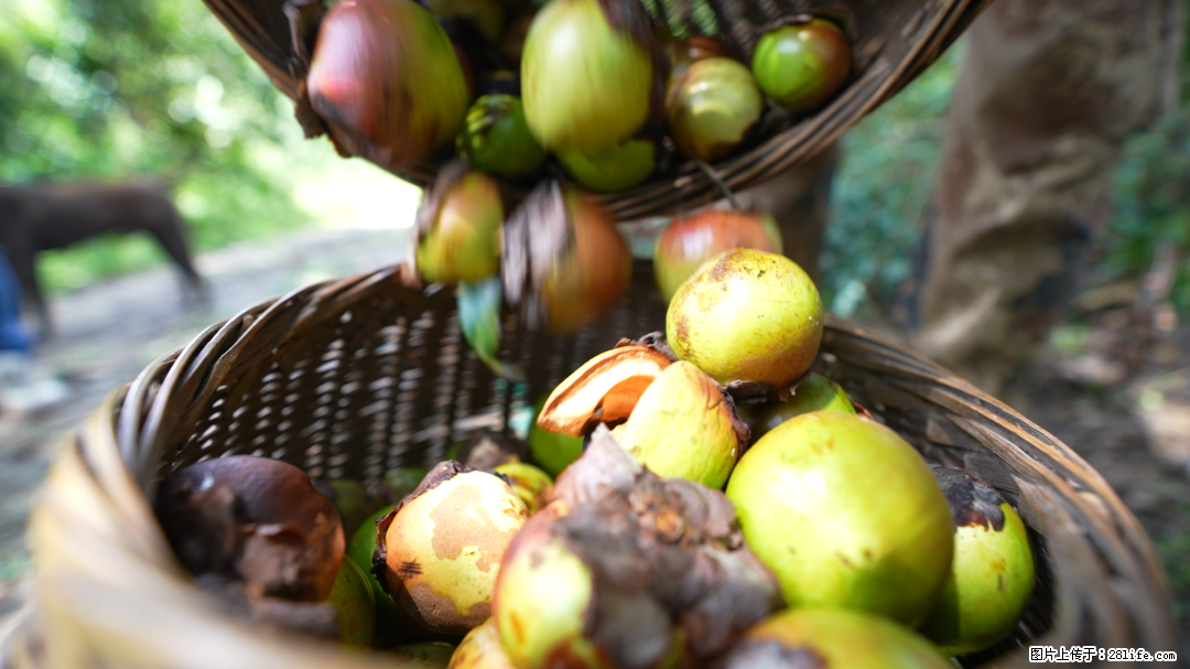 揭秘茶油的5大核心营养成分!被称为人体健康的“守护盾”! - 石家庄生活资讯 - 石家庄28生活网 sjz.28life.com