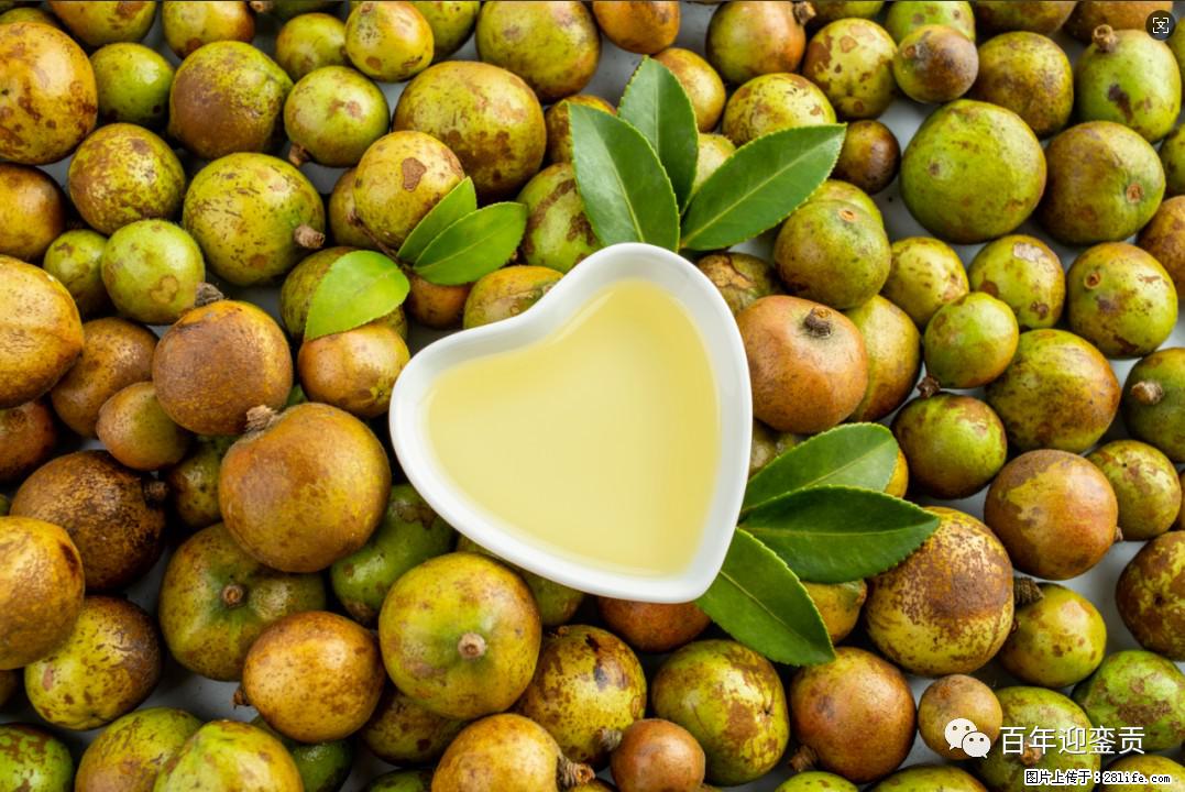 世界没有真相,只有认知,最好的食用油是中国的山茶油! - 石家庄生活资讯 - 石家庄28生活网 sjz.28life.com