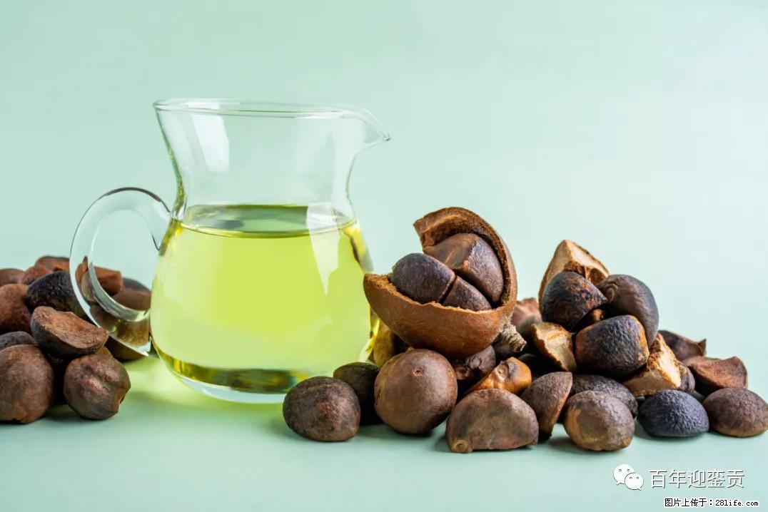 世界没有真相，只有认知，最好的食用油是中国的山茶油！ - 石家庄生活资讯 - 石家庄28生活网 sjz.28life.com