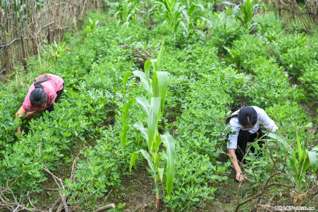 全网追的“扁担女孩”,找了一份暑假工,时薪12元 - 石家庄生活资讯 - 石家庄28生活网 sjz.28life.com
