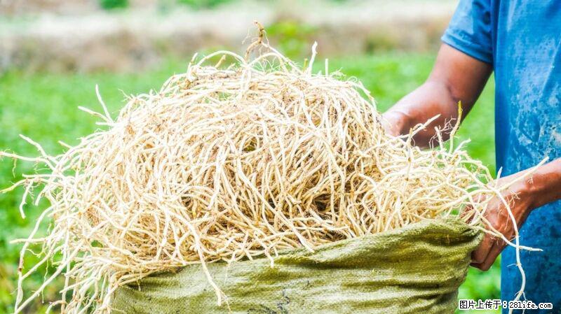 堪称“最难吃”的蔬菜，却是 “抗辐射神器”，还能护肺、清热、止咳化痰！ - 石家庄生活资讯 - 石家庄28生活网 sjz.28life.com