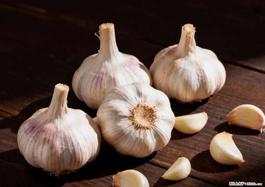 关于大蒜，除了“天然抗生素”，这4个谣言更该警惕! - 石家庄生活资讯 - 石家庄28生活网 sjz.28life.com