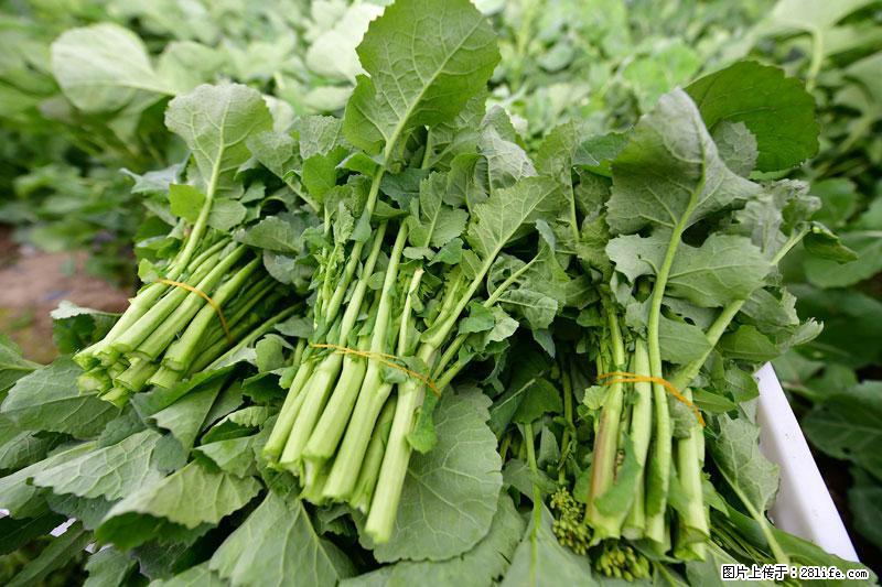 这些蔬菜是“天然钙片”，这6种被医生重点推荐 - 石家庄生活资讯 - 石家庄28生活网 sjz.28life.com